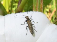 Oedemera lurida