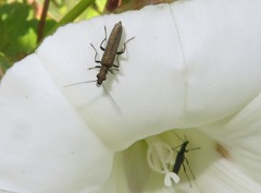 Oedemera lurida