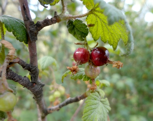 Ribes ciliatum (Ribes ciliatum)