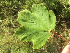 Acer