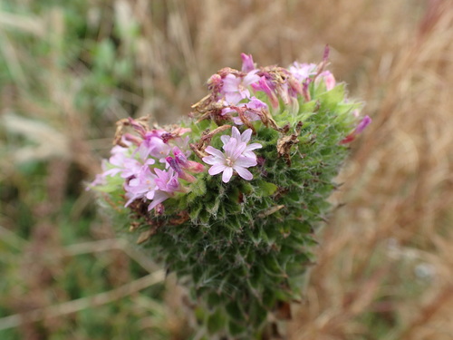 Image of Epilobium densiflorum by (c) Cricket Raspet, some rights reserved (CC BY)