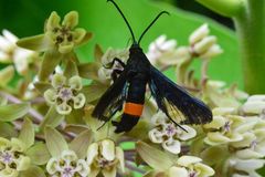 Synanthedon exitiosa