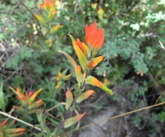 Castilleja integrifolia