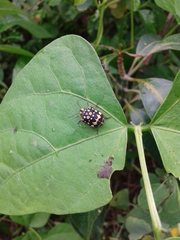 Orsilochides scurrilis