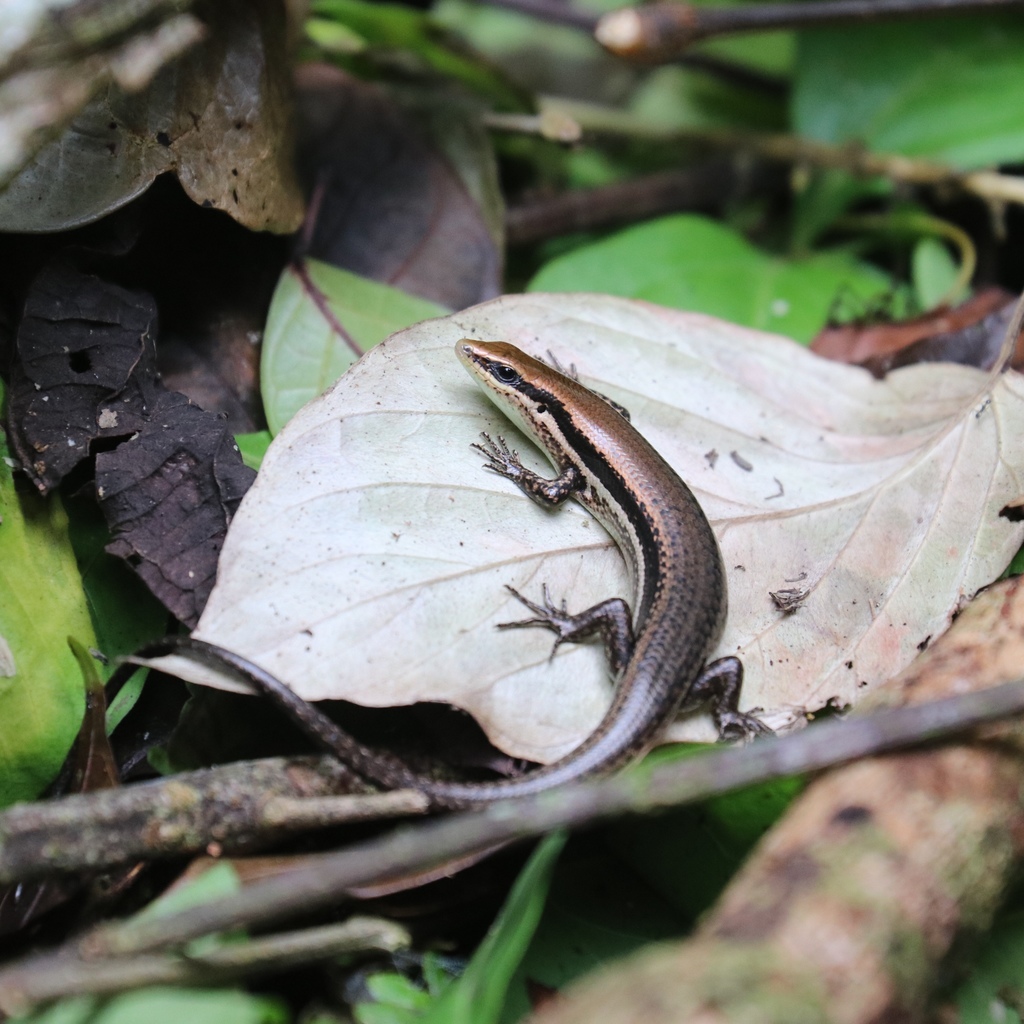 Central American Mabuya