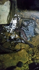 Desmognathus brimleyorum