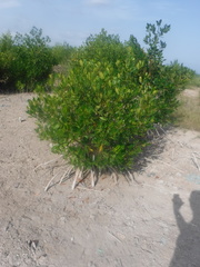 Rhizophora mangle