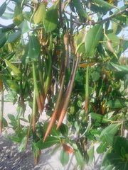 Rhizophora mangle