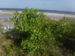 Laguncularia racemosa