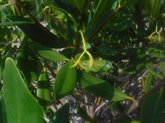 Rhizophora mangle