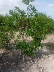 Rhizophora mangle