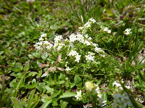 Image of Galium anisophyllon by (c) Hardy Smallfeat, some rights reserved (CC BY)