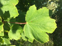 Acer