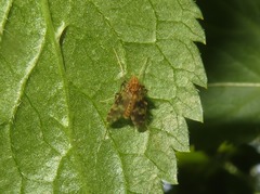 Psectrotanypus varius