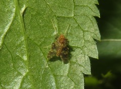 Psectrotanypus varius