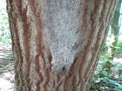 Thaumetopoea processionea