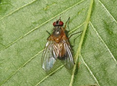 Phaonia rufiventris