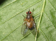 Phaonia rufiventris