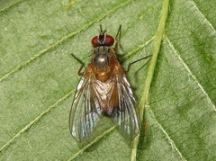 Phaonia rufiventris