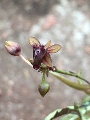 Telipogon astroglossus