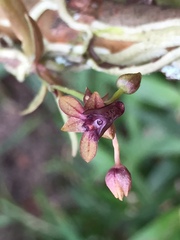 Telipogon astroglossus