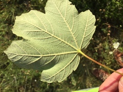 Acer