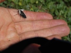 Lycia alpina