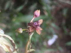 Telipogon astroglossus