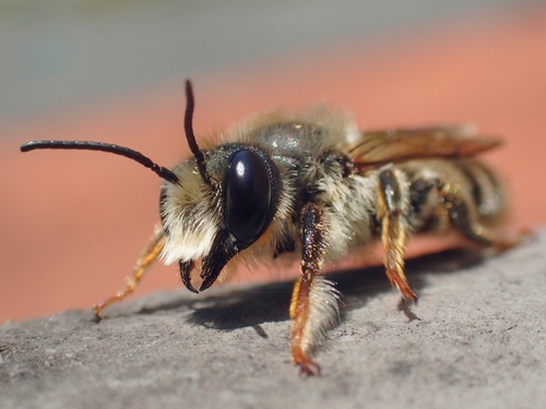Banded Mud Bee, photo 5 of 10