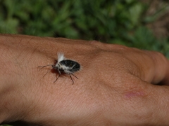 Lycia alpina