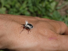 Lycia alpina
