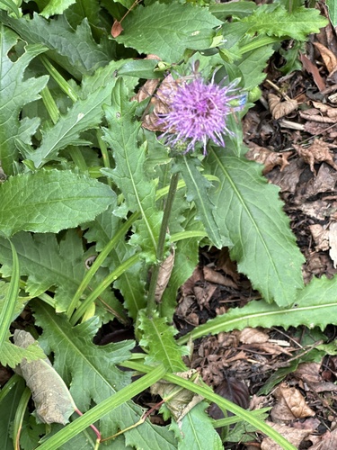 Cirsium aomorense iNat (1)