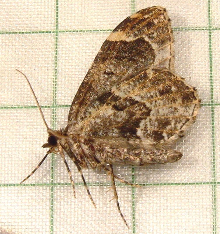 Ceratodalia