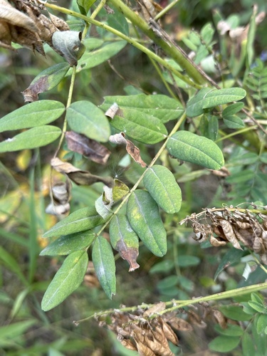 Image of Astragalus americanus by no rights reserved