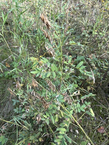 Image of Astragalus americanus by no rights reserved