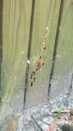 Golden Silk Spider photo 4