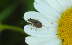 Nithecus jacobaeae