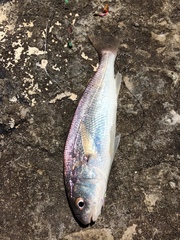 Genyonemus lineatus