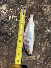 Genyonemus lineatus