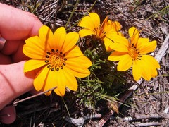 Gazania ciliaris