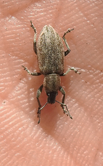 Tanymecus palliatus