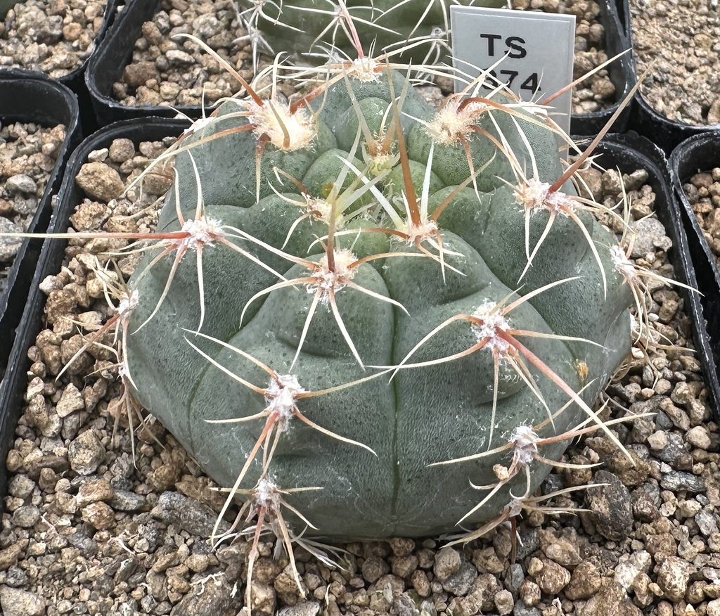 Gymnocalycium pinalii