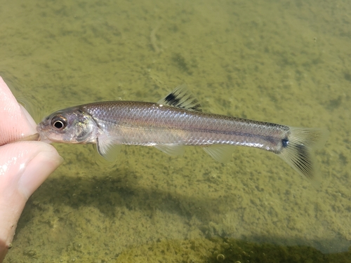 Bullhead Minnow