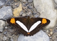 Adelpha thessalia