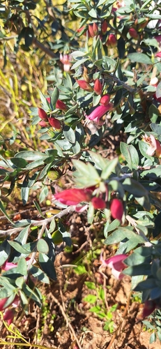 spotted emu bush