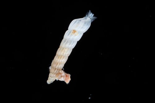 Representative image of Turbonilla