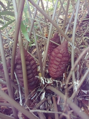 Zamia erosa, photograph (c) Kurt Miller, some rights reserved (CC BY-SA)