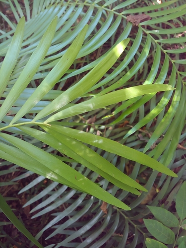 Zamia erosa, photograph 5