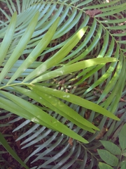 Zamia erosa, photograph (c) Kurt Miller, some rights reserved (CC BY-SA)