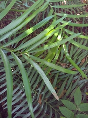 Zamia erosa, photograph (c) Kurt Miller, some rights reserved (CC BY-SA)
